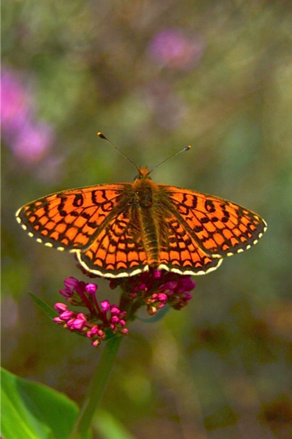 Melitaea athalia (Nymphalidae)